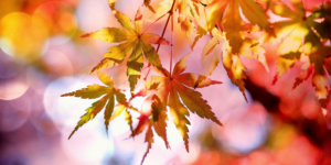 Autumn Activities for Older Adults and Their Families