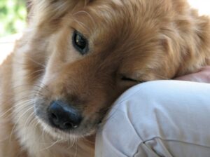 Relieving Anxiety and Agitation with Robotic Pets